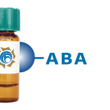 Agaricus bisporus Lectin (ABA/ABL) - Separopore® 4B