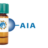 Artocarpus integrifolia Lectin (AIA) - Separopore® 4B