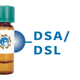 Datura stramonium Lectin (DSA/DSL) - Separopore® 4B
