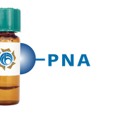 Arachis hypogaea Lectin (PNA) - Separopore® 4B