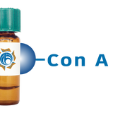 Concanavalin A Lectin (Con A) - Separopore® 4B