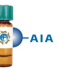 Artocarpus integrifolia Lectin (AIA) - Separopore&reg; 4B