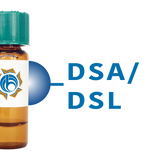 Datura stramonium Lectin (DSA/DSL) - Separopore&reg; 4B